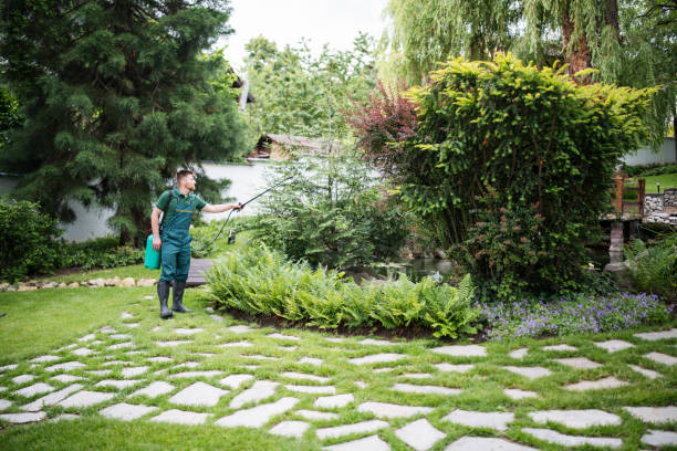 Best Root Management and Removal  in Weirton, WV