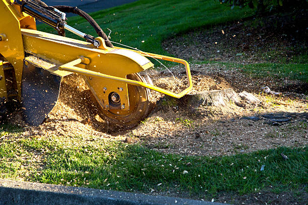 Best Utility Line Clearance  in Weirton, WV