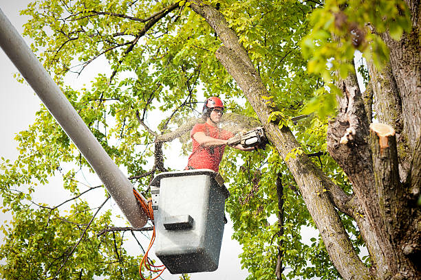 Best Stump Grinding and Removal  in Weirton, WV